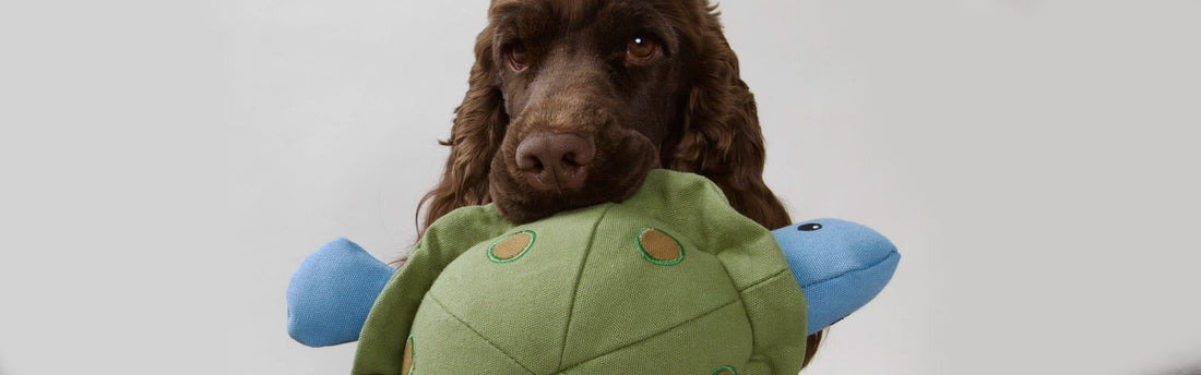 Het perfecte cadeau voor je hond. Laat zijn staart kwispelen van blijdschap.