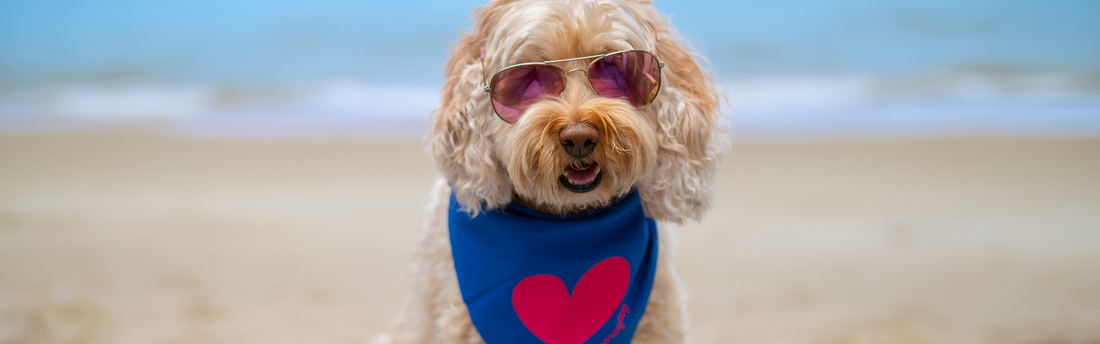 Zomerpret voor honden: Blijf koel en actief met de beste tips & trends van BySalu.nl