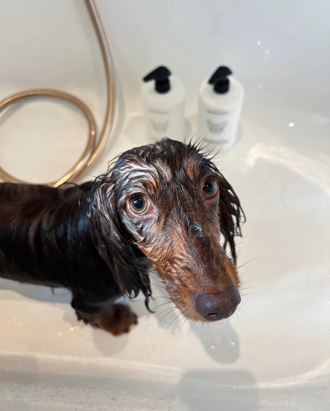 Sensitive Dog Shampoo - By Salu